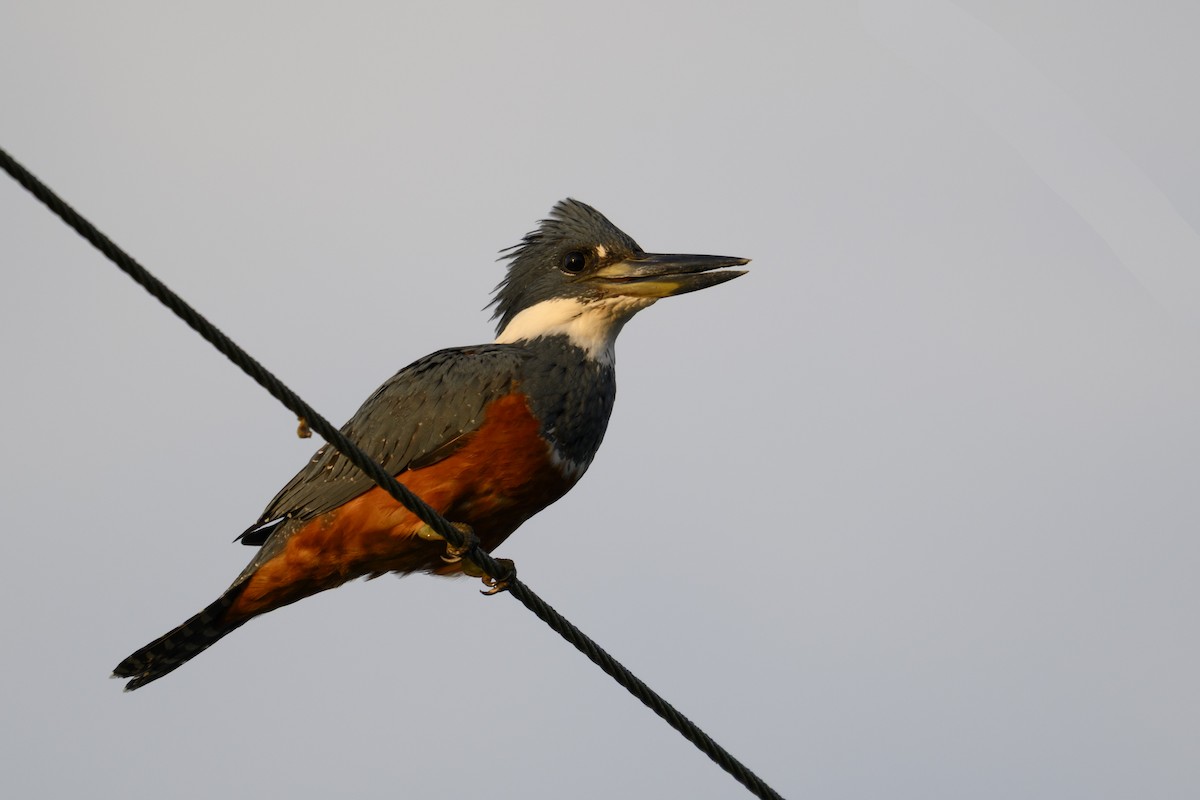 Ringed Kingfisher - ML645136948