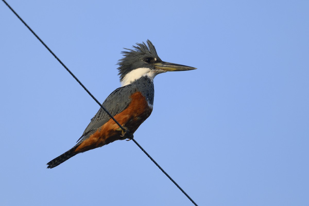 Ringed Kingfisher - ML645136949