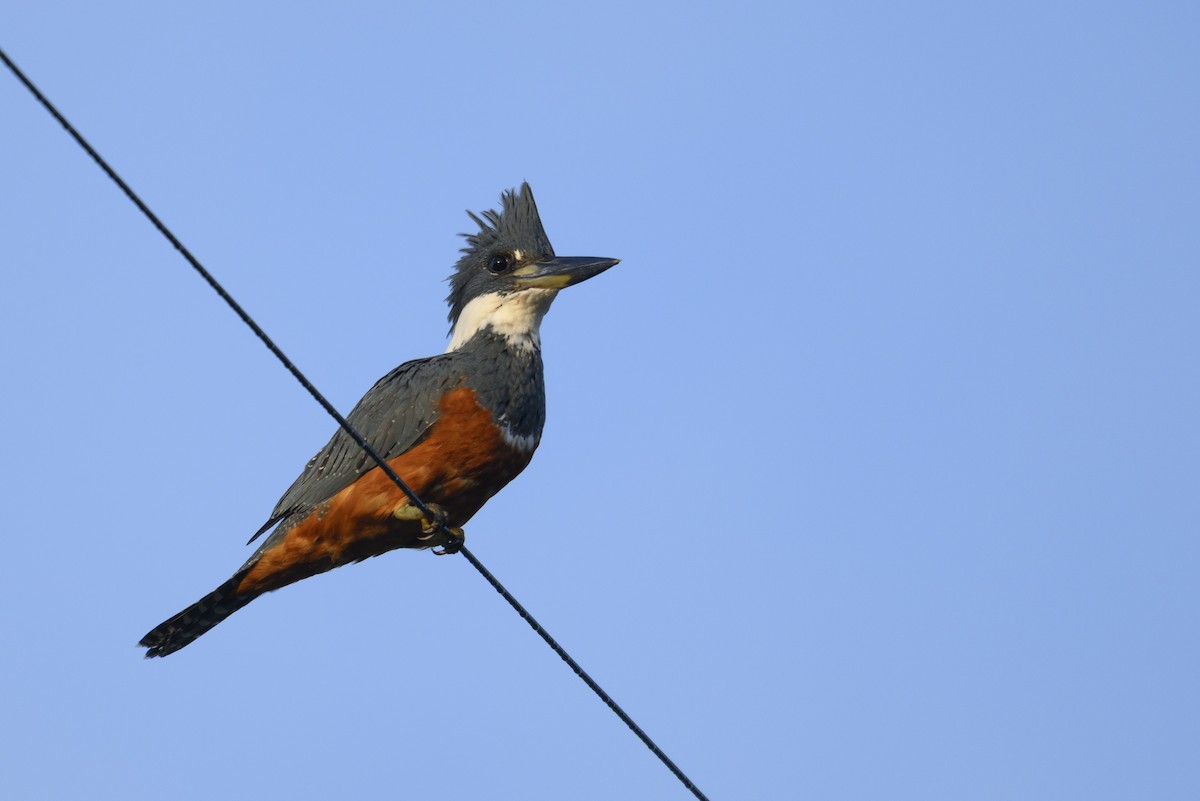 Ringed Kingfisher - ML645136950