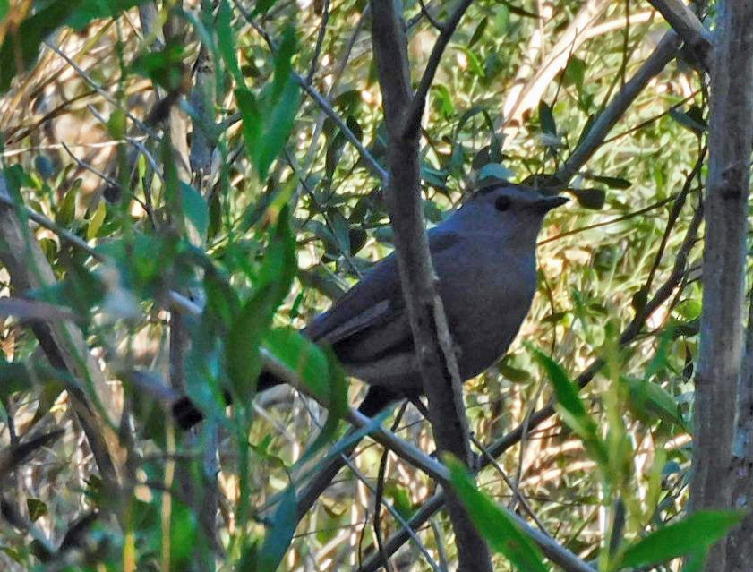 Miaulari grisa - ML645136951