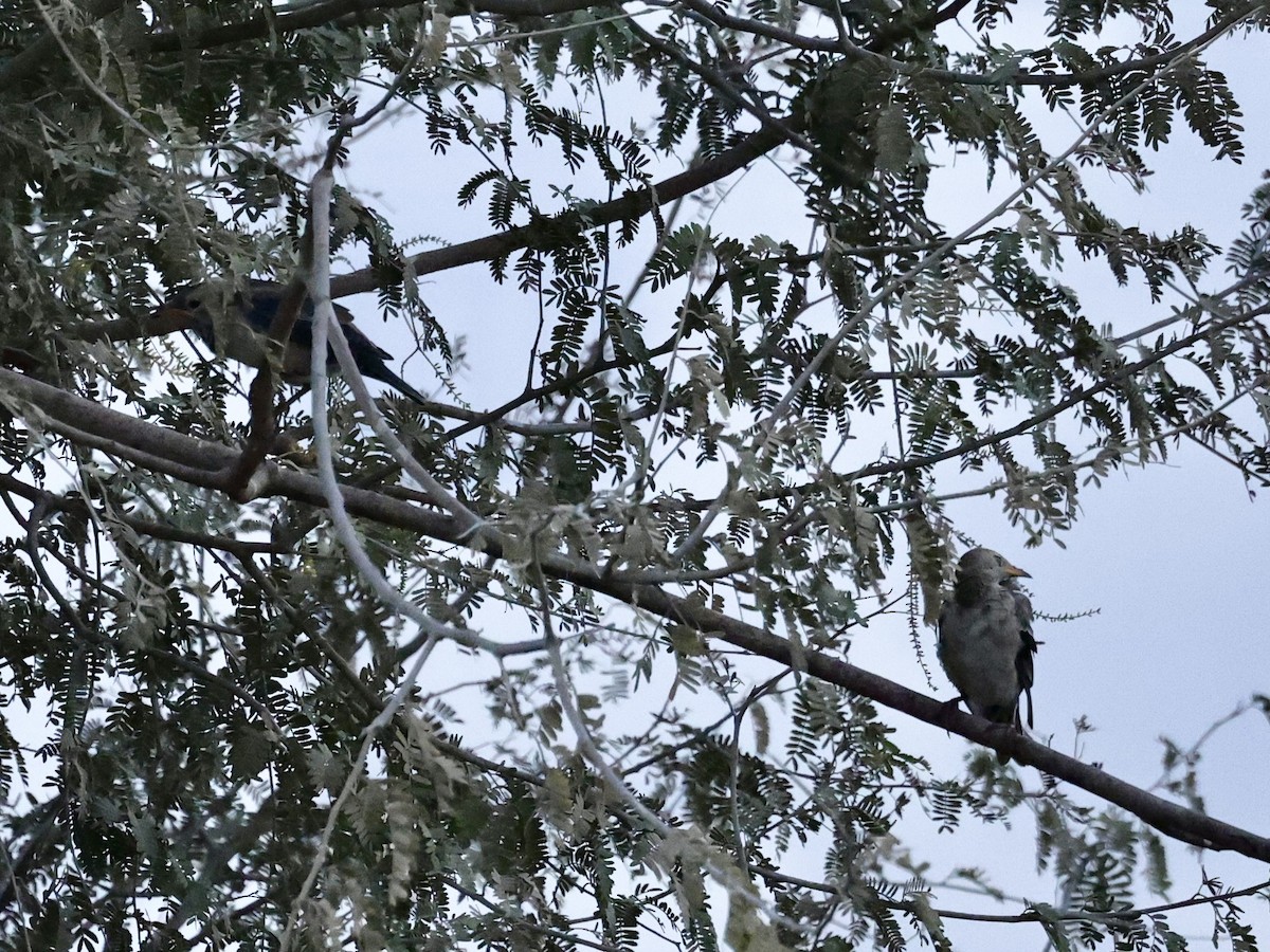 Rosy Starling - ML645136953