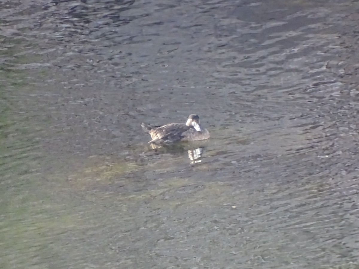 turpan pestrozobý - ML645136969