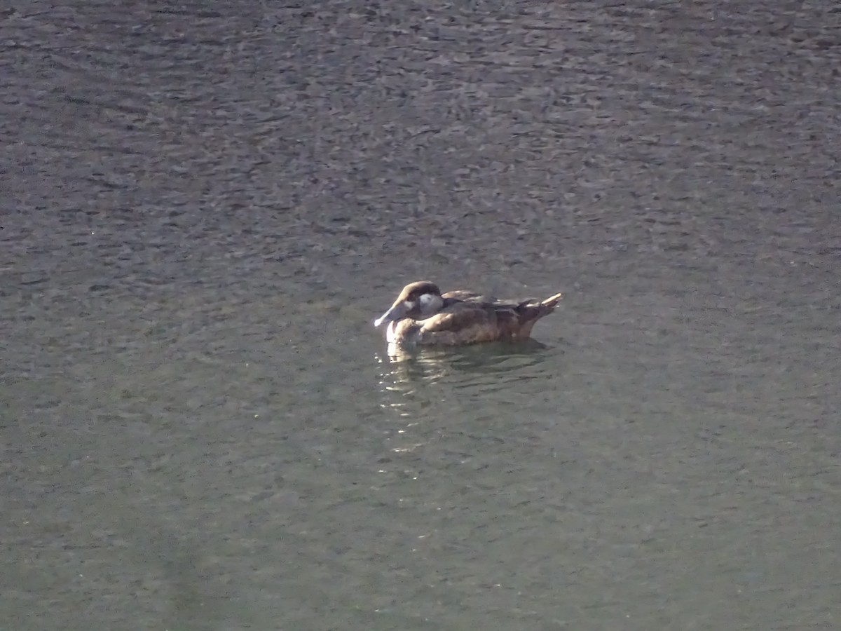 turpan pestrozobý - ML645136970