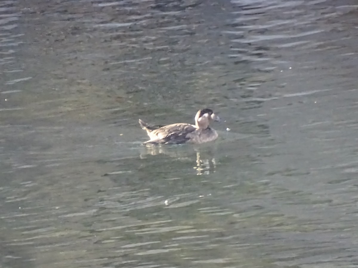 turpan pestrozobý - ML645136971