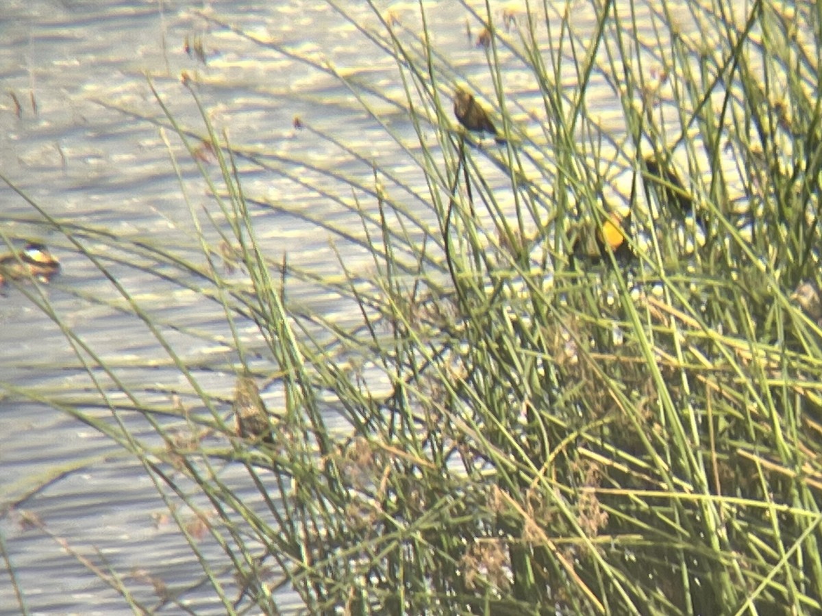 Yellow-headed Blackbird - ML645136984