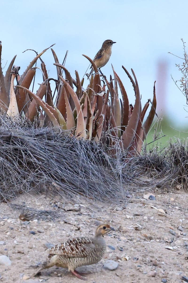 bramborníček sibiřský - ML645136985