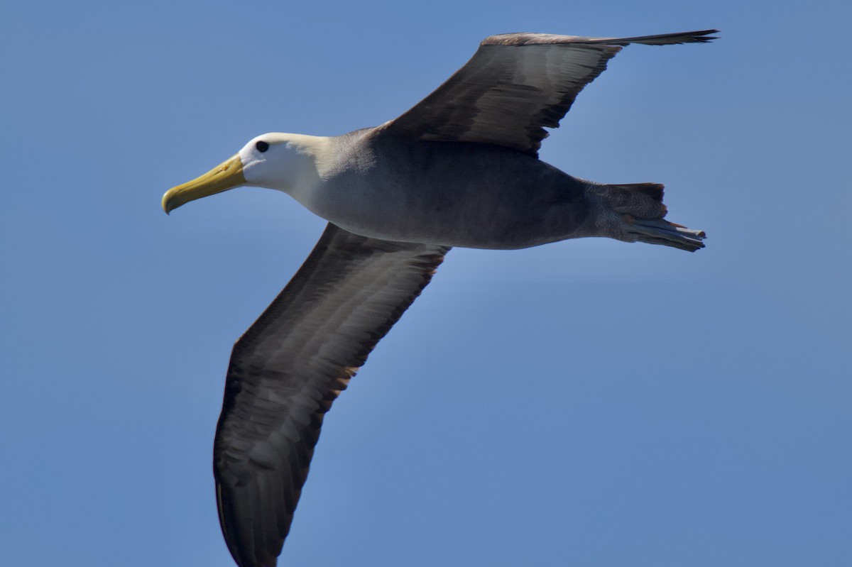 albatros galapážský - ML645136997