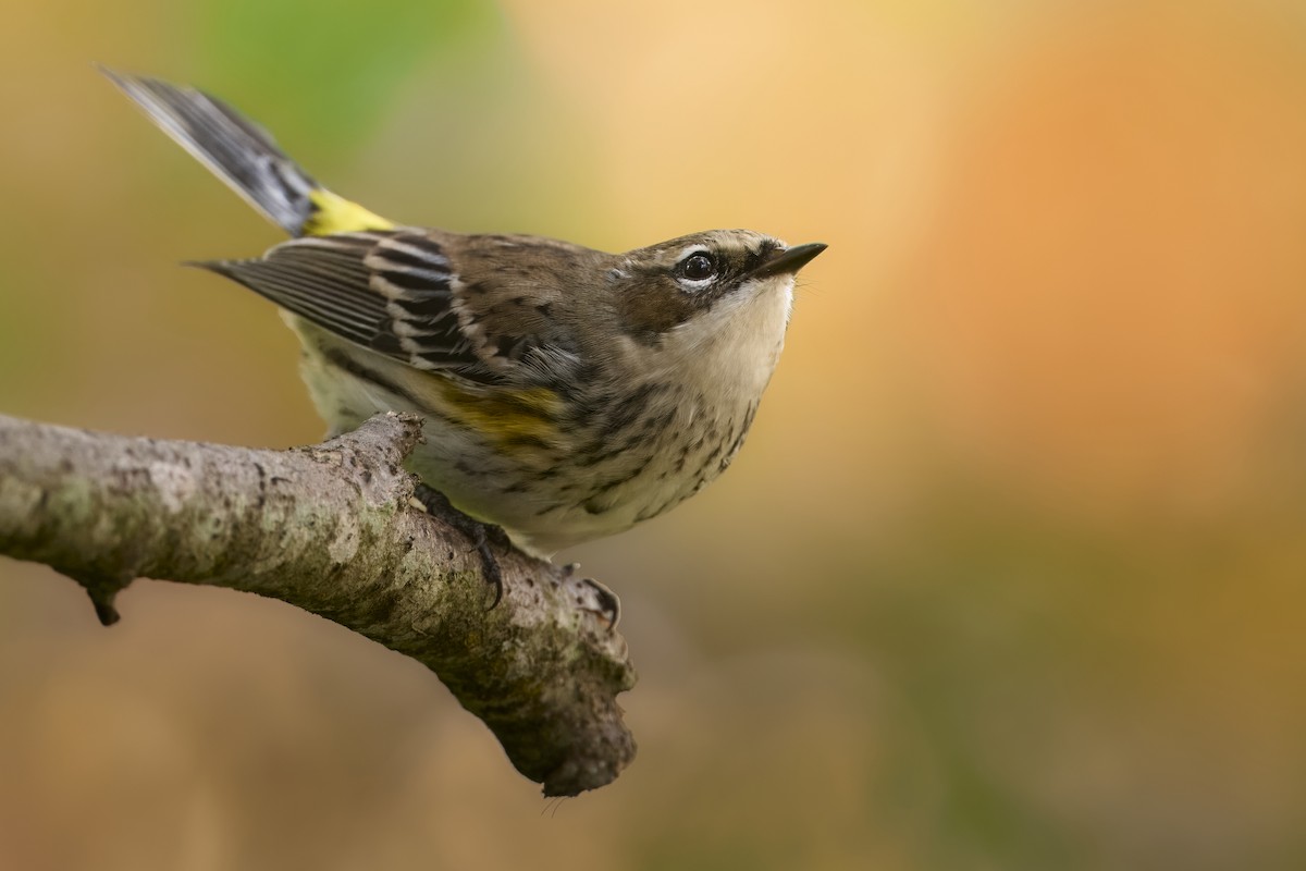 Yellow-rumped Warbler - ML645137000