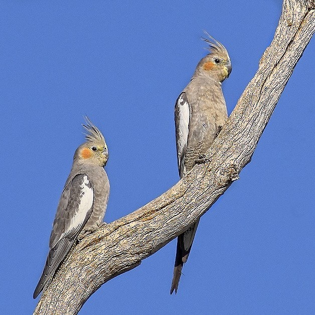 Cockatiel - ML645137027