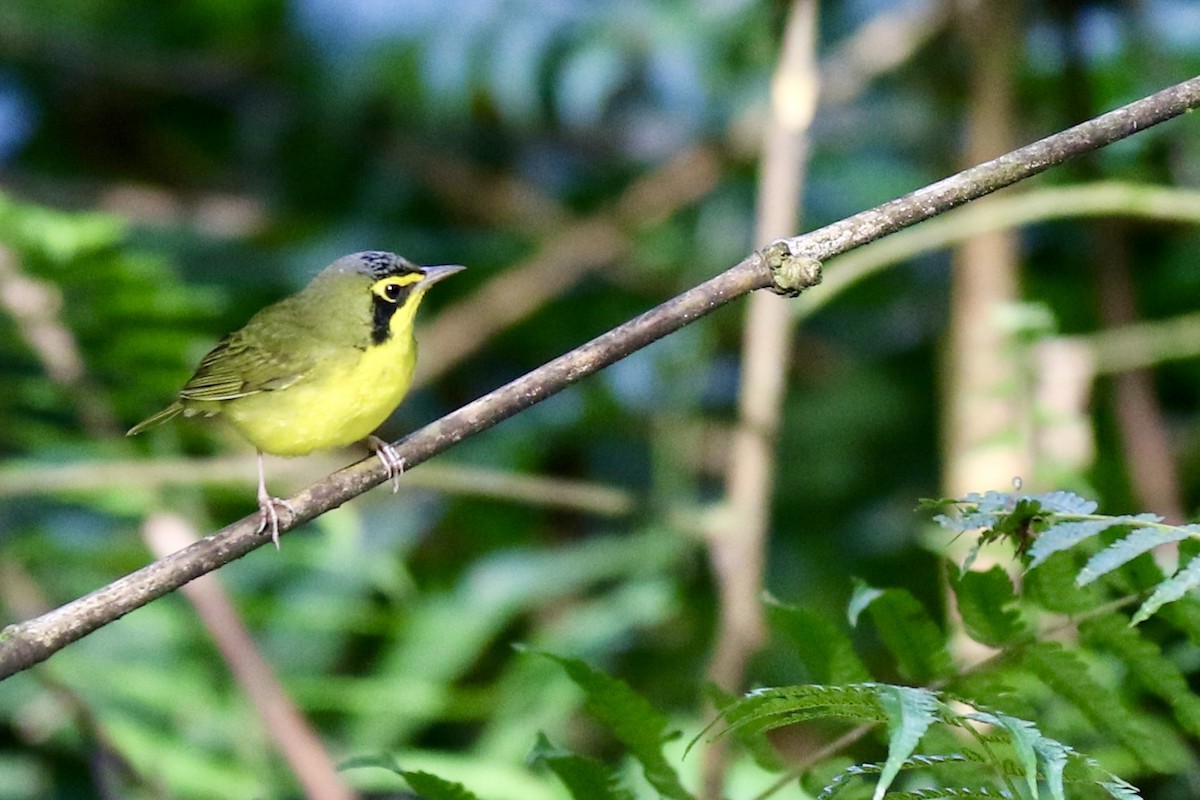 Kentaki Ötleğeni - ML645137033