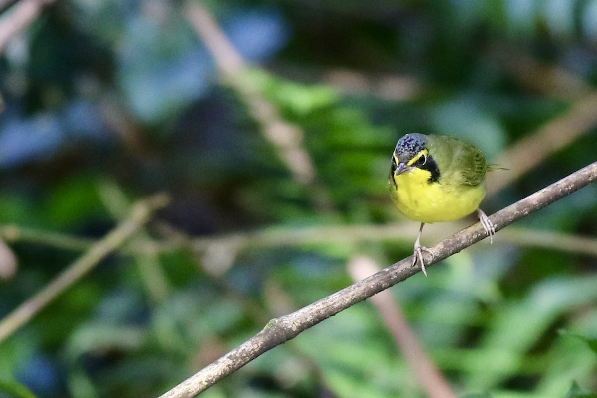 Kentaki Ötleğeni - ML645137034