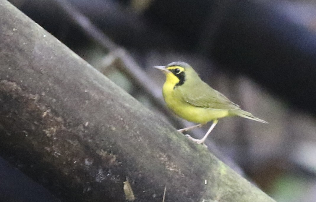 Kentaki Ötleğeni - ML645137035