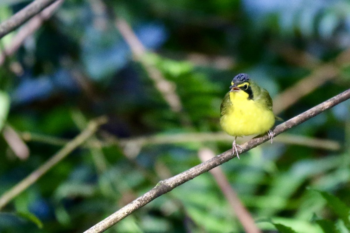 Kentaki Ötleğeni - ML645137036