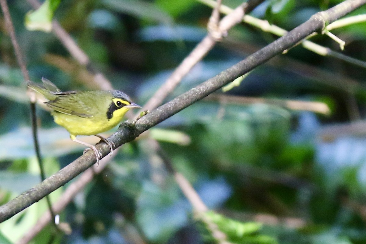 Kentaki Ötleğeni - ML645137037