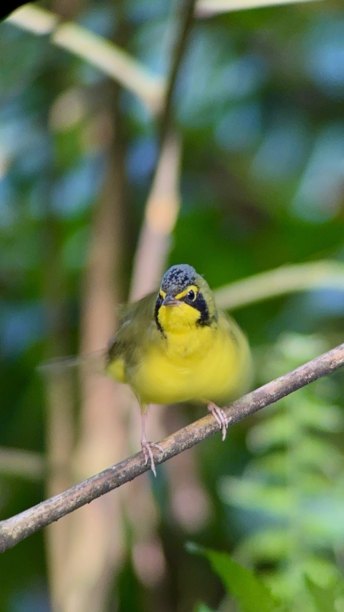 Kentaki Ötleğeni - ML645137038