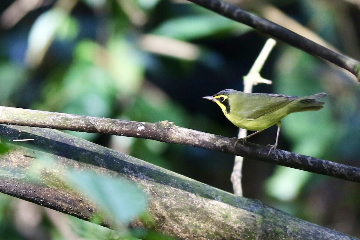 Kentaki Ötleğeni - ML645137047