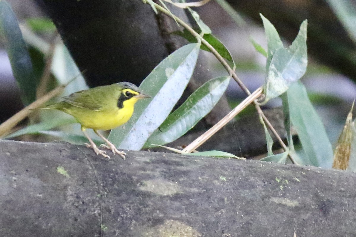 Kentaki Ötleğeni - ML645137048