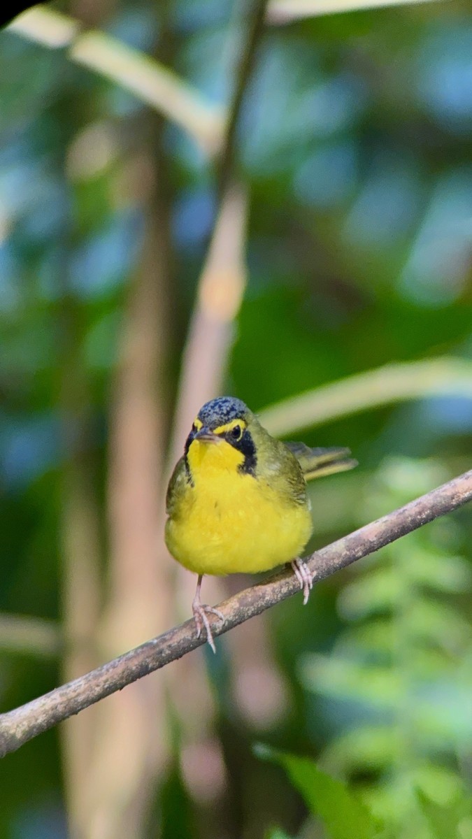 Kentaki Ötleğeni - ML645137050