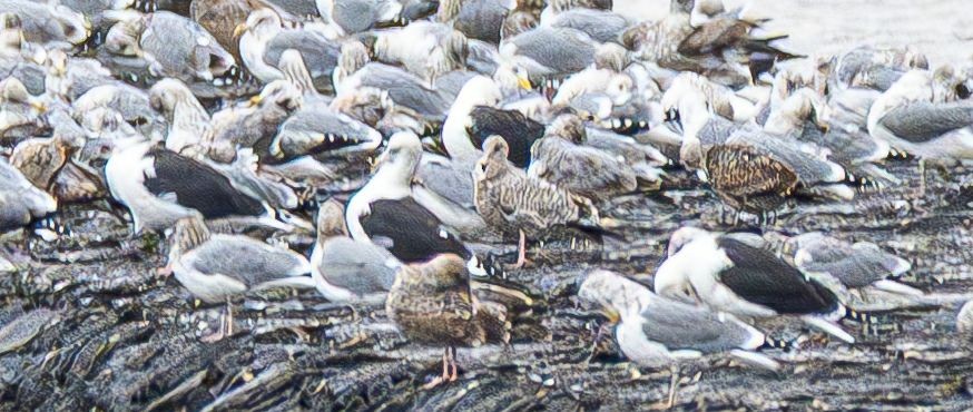 racek mořský - ML645137051