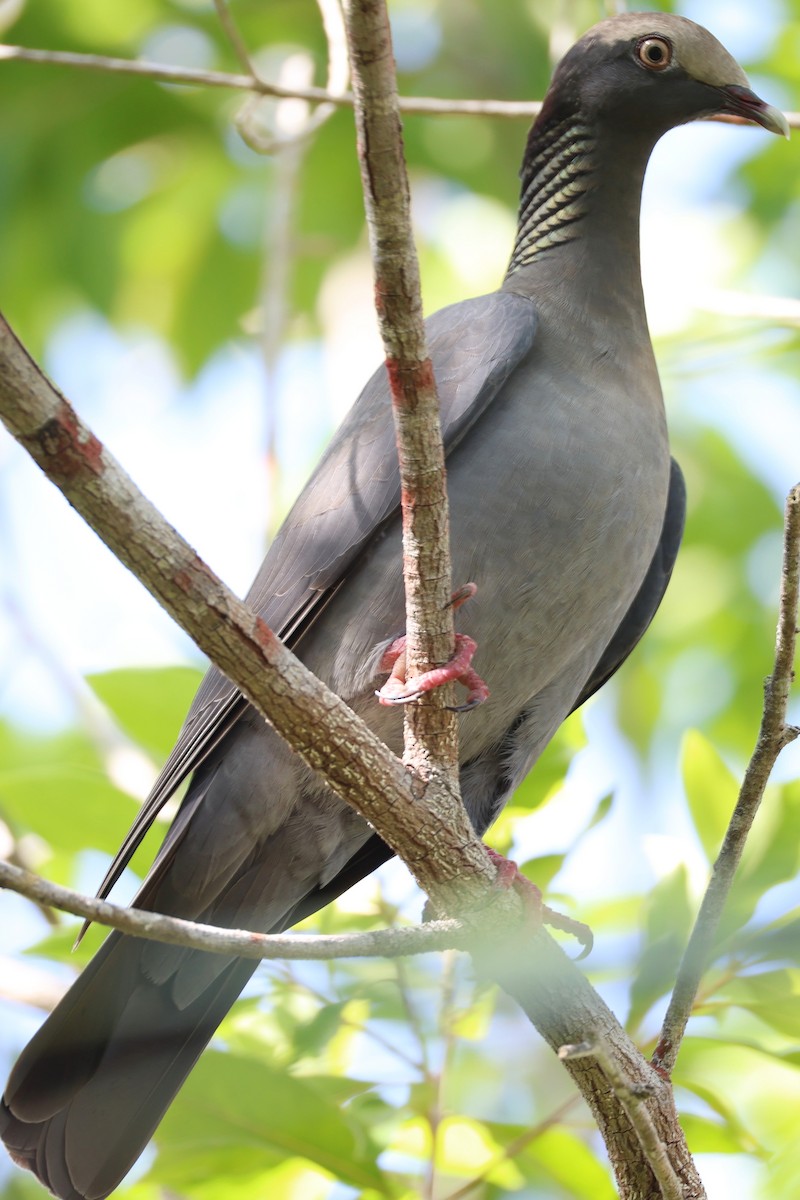 holub antilský - ML645137101