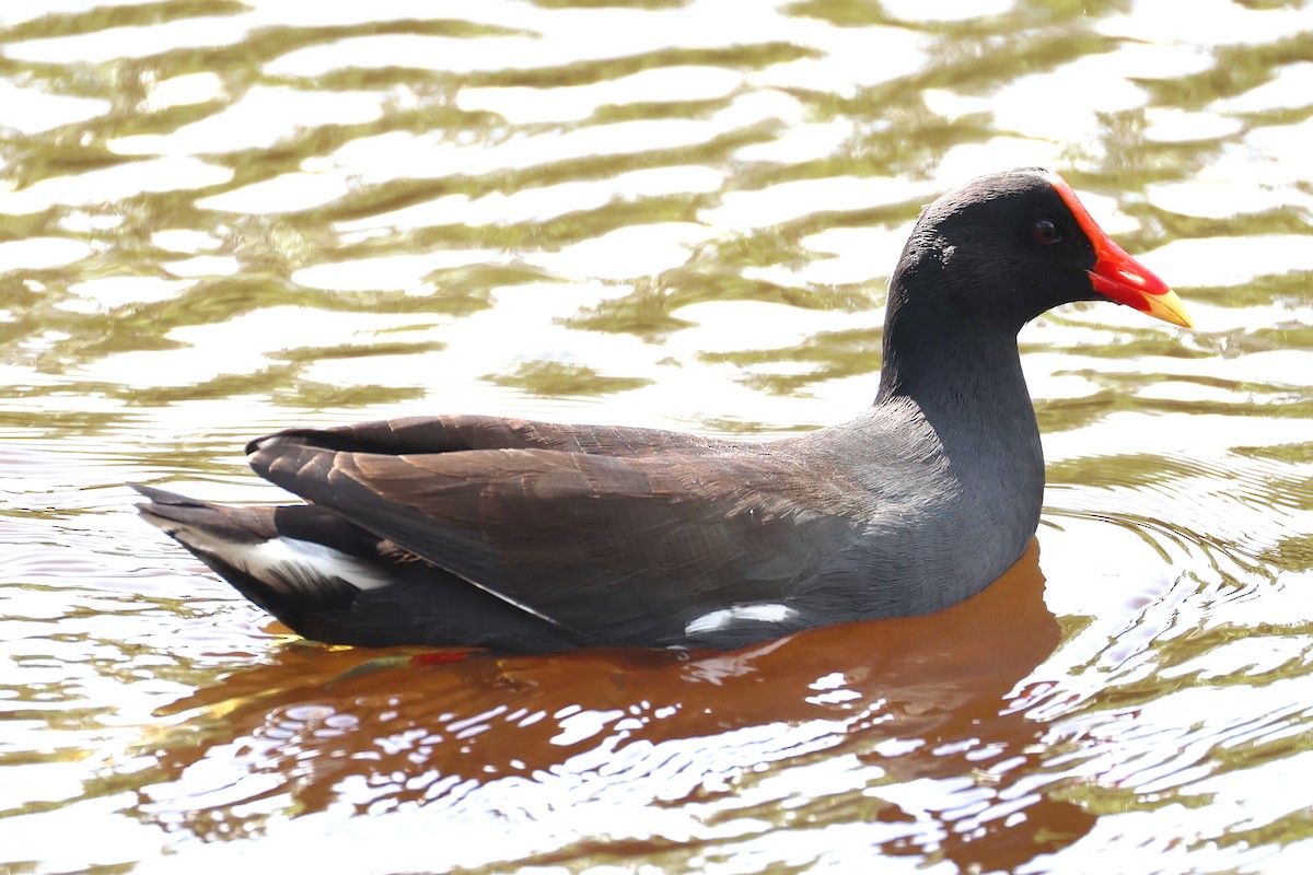 アメリカバン - ML645137121