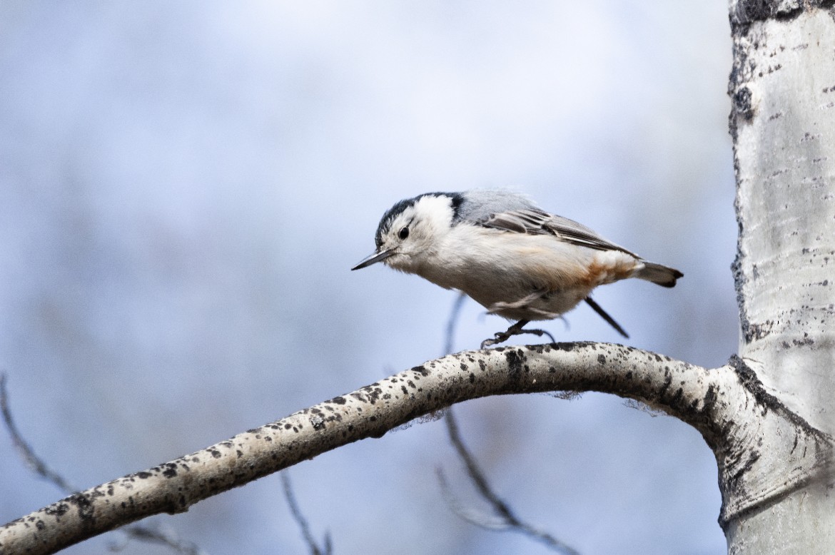 White-breasted Nuthatch - ML645137140