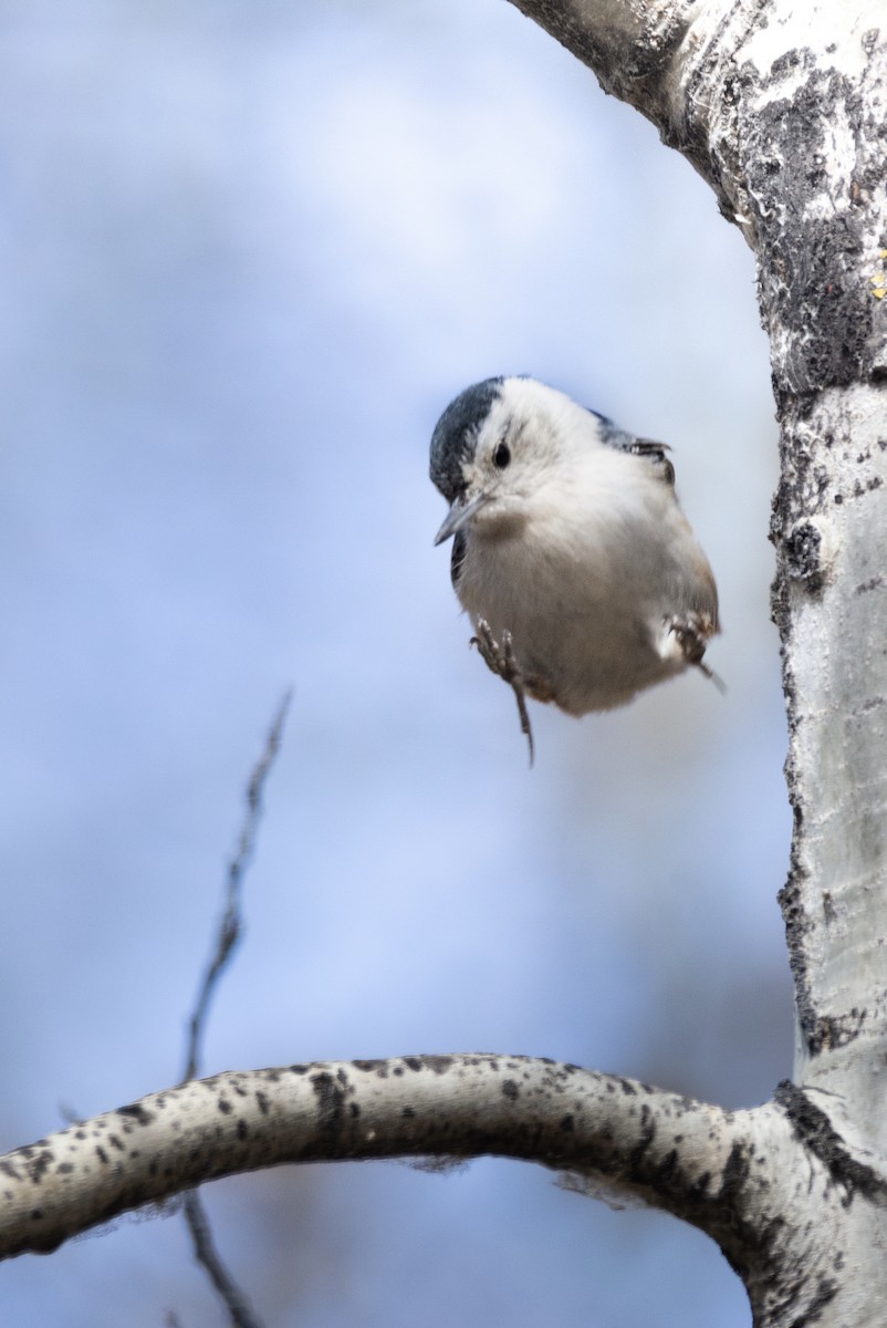 White-breasted Nuthatch - ML645137141