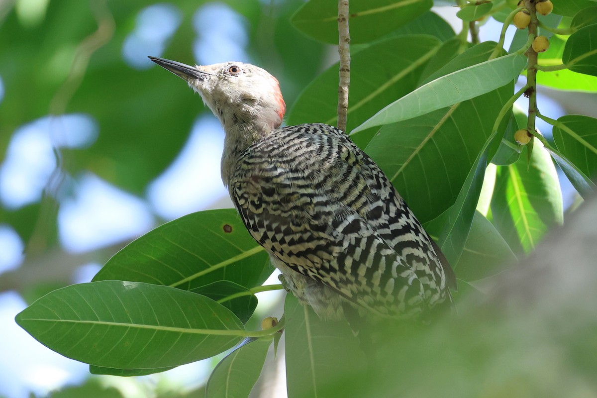 Carpintero Antillano - ML645137143