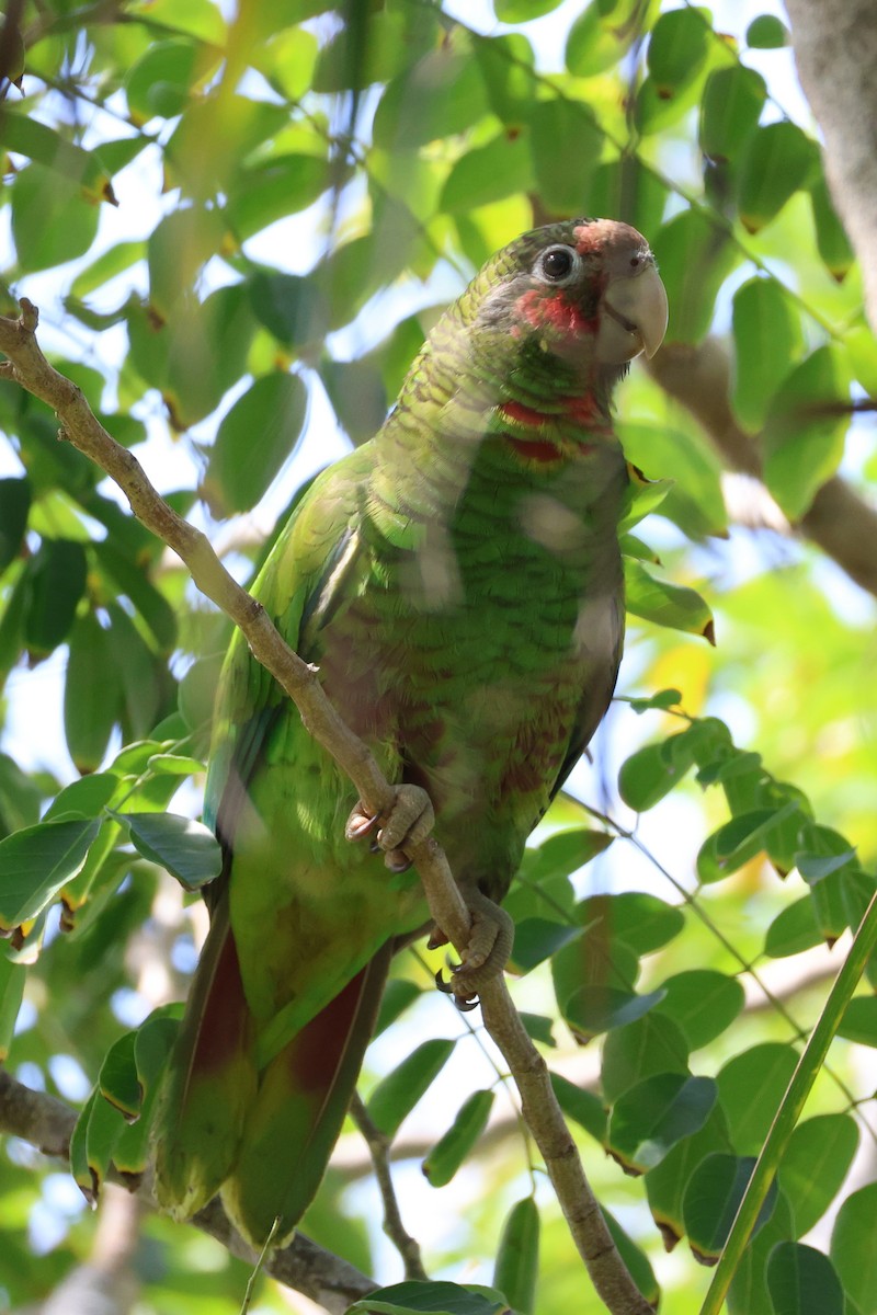 Amazone de Cuba - ML645137146