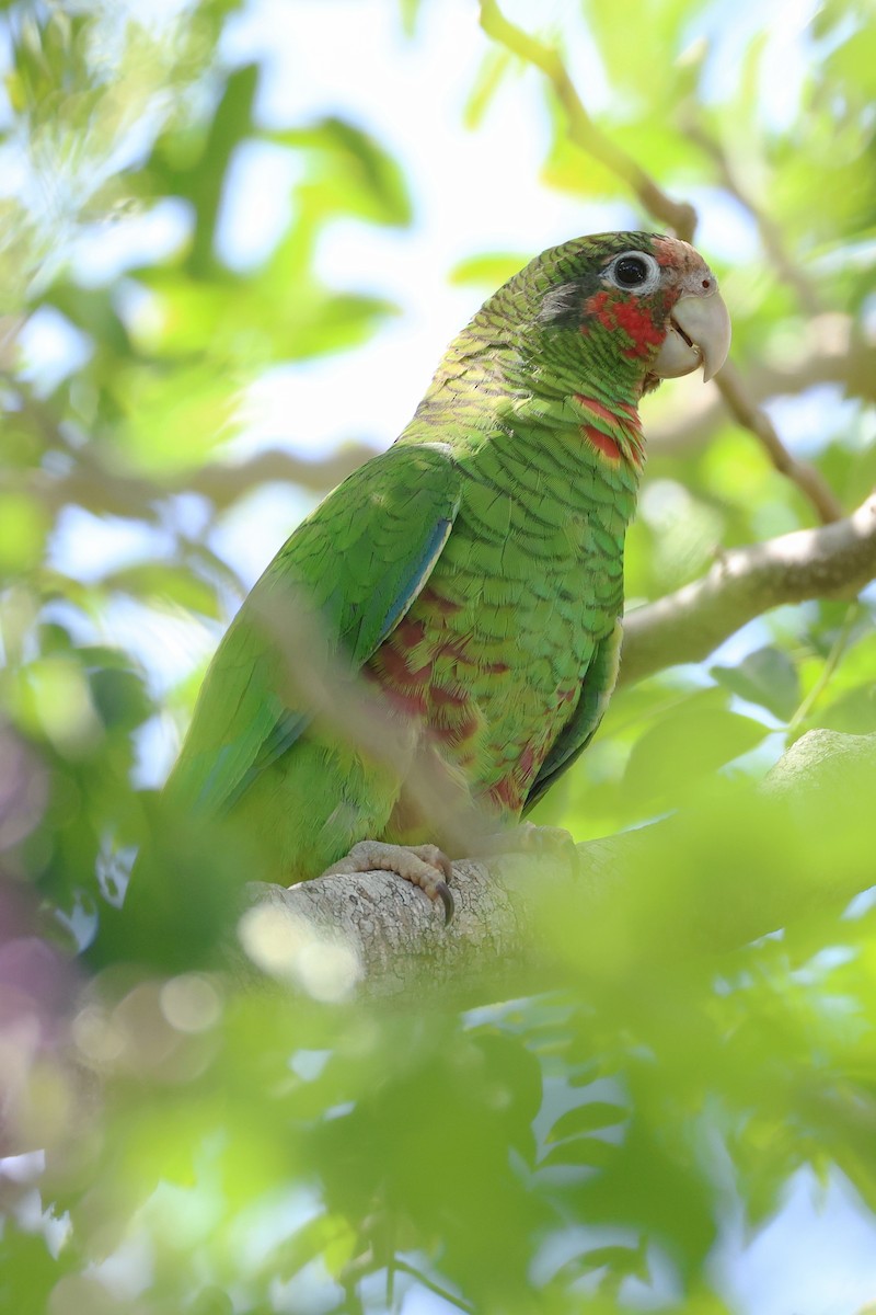 Amazone de Cuba - ML645137147