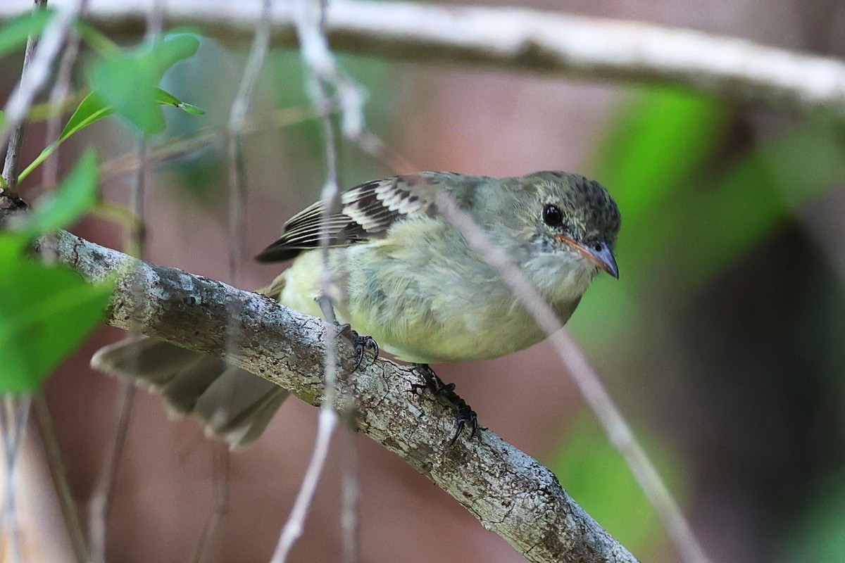Caribbean Elaenia - ML645137153