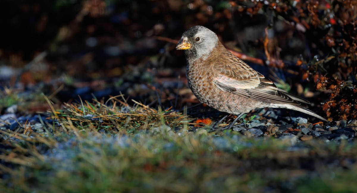 ハイガシラハギマシコ - ML645137154