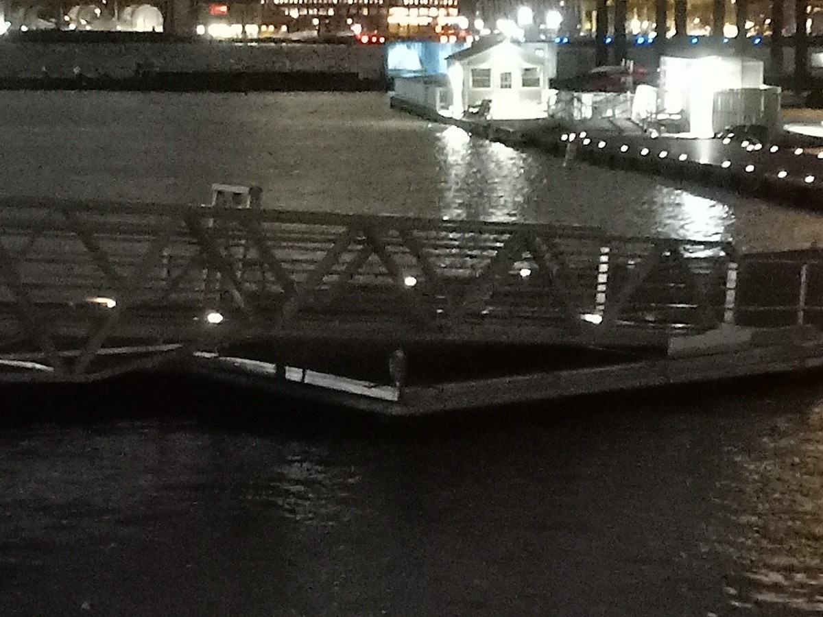 Great Blue Heron - ML645137158