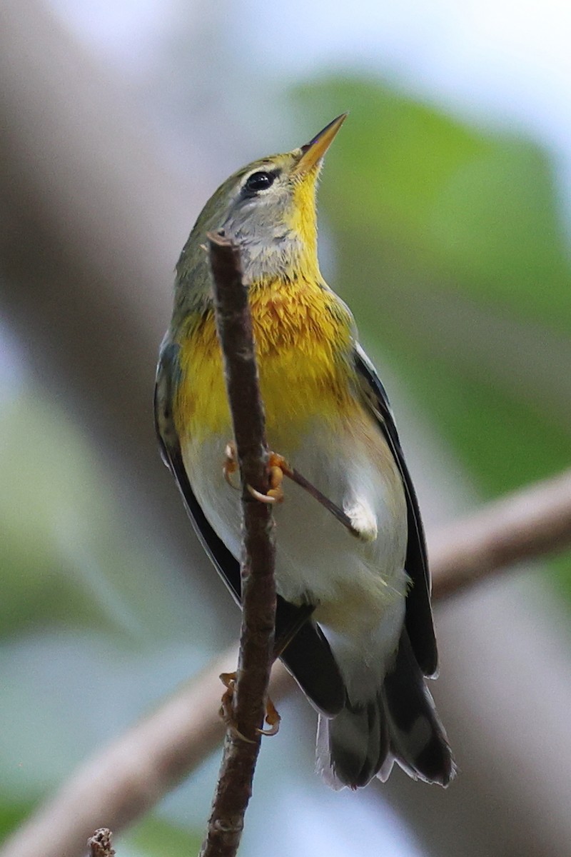 stryparula - ML645137166