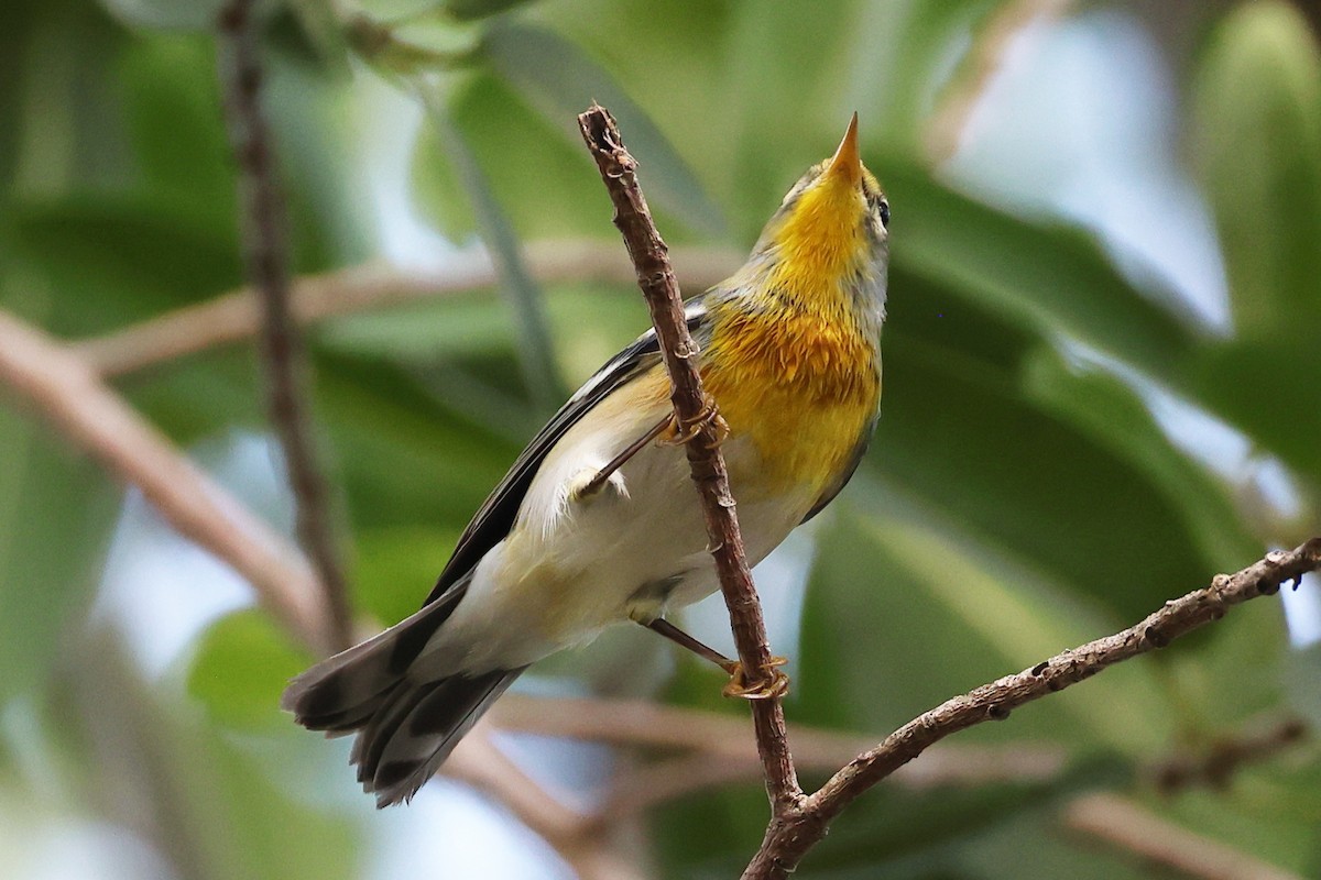 stryparula - ML645137167