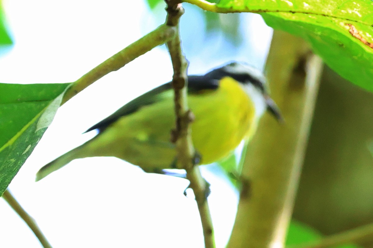 Sucrier à ventre jaune - ML645137187