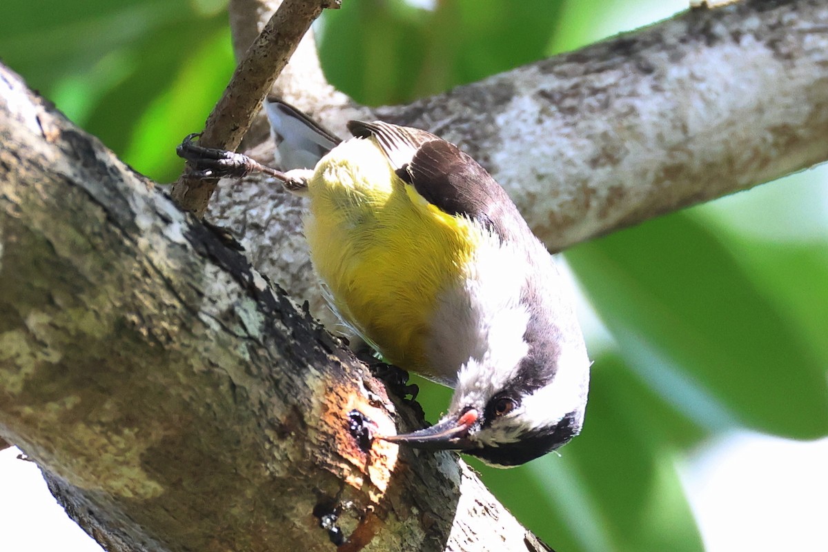 Sucrier à ventre jaune - ML645137188