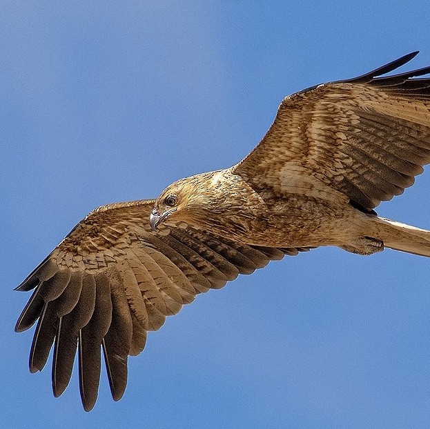 Whistling Kite - ML645137212