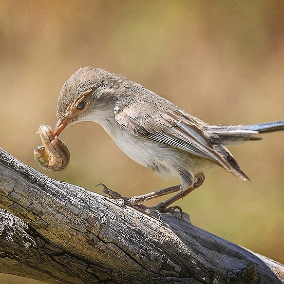 Splendid Fairywren - ML645137247