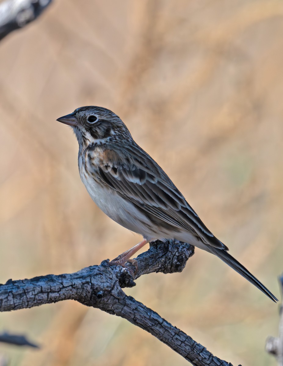 Vesper Sparrow - ML645137255