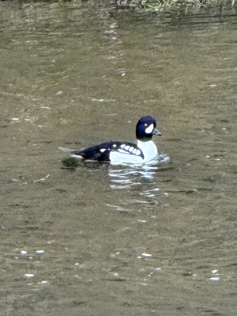 キタホオジロガモ - ML645137257