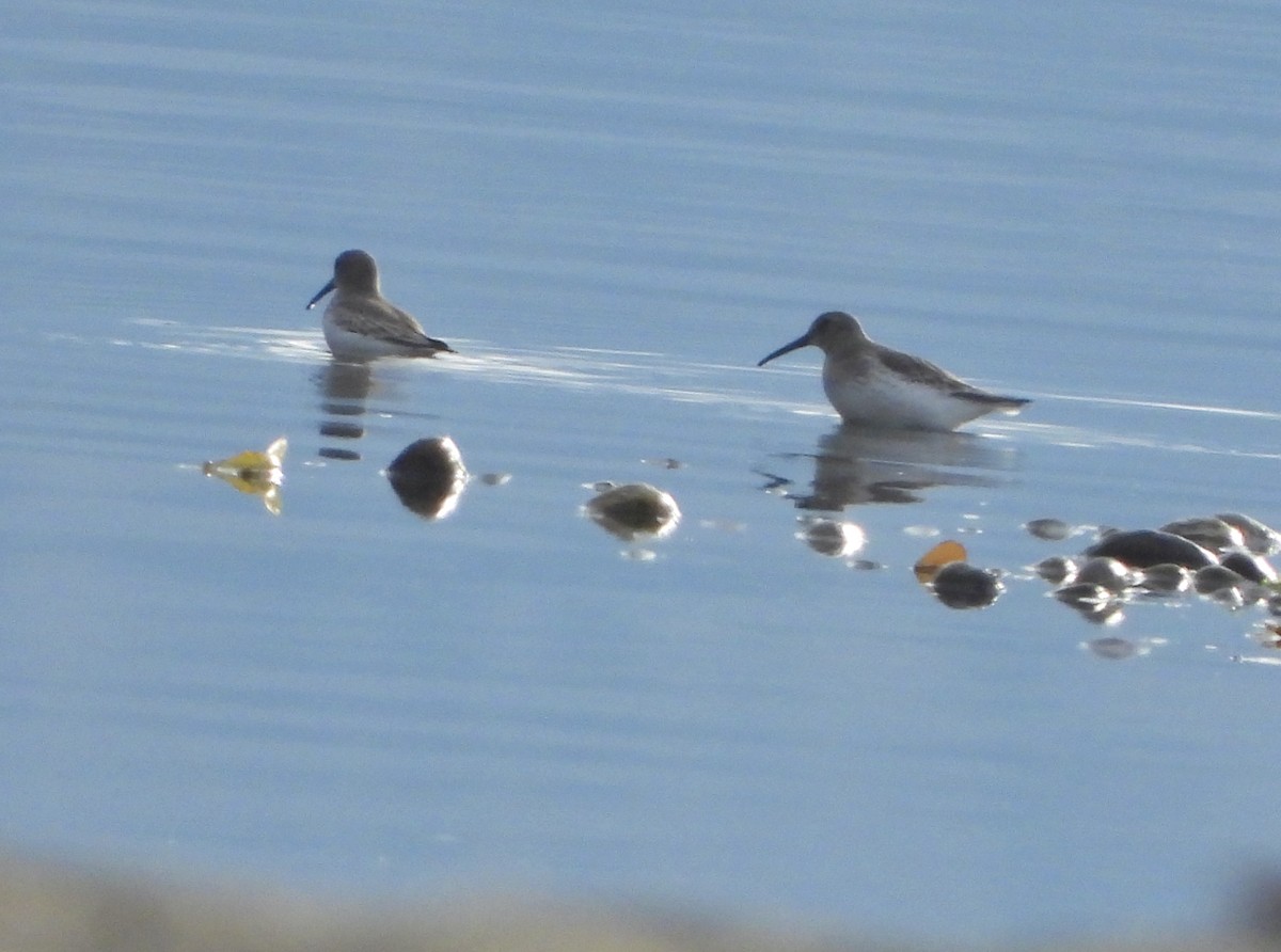 Dunlin - ML645137293