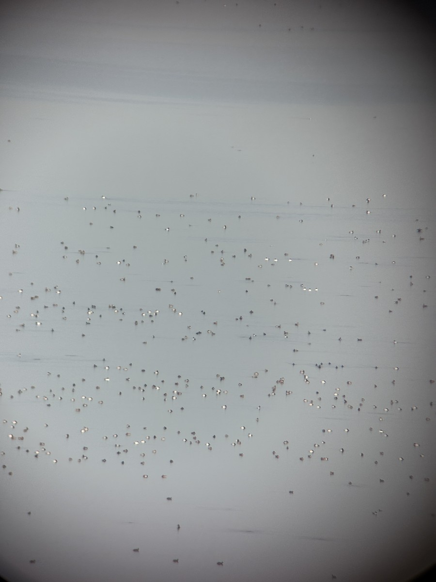 帆背潛鴨 - ML645137299