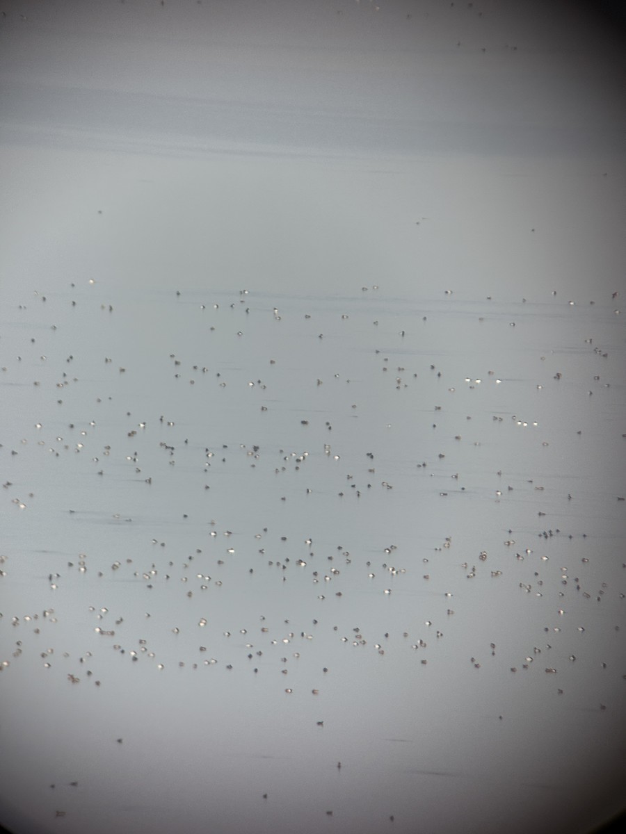 帆背潛鴨 - ML645137300