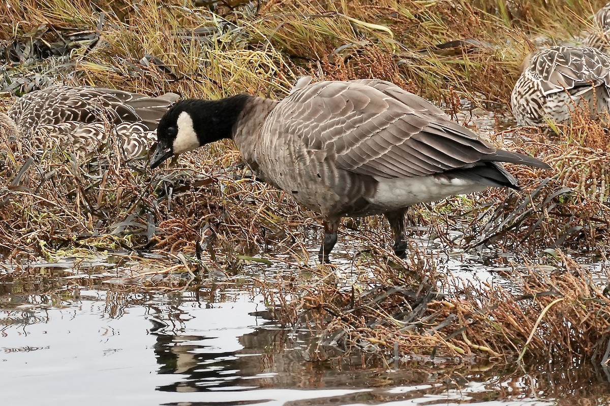 Cackling Goose - ML645137314