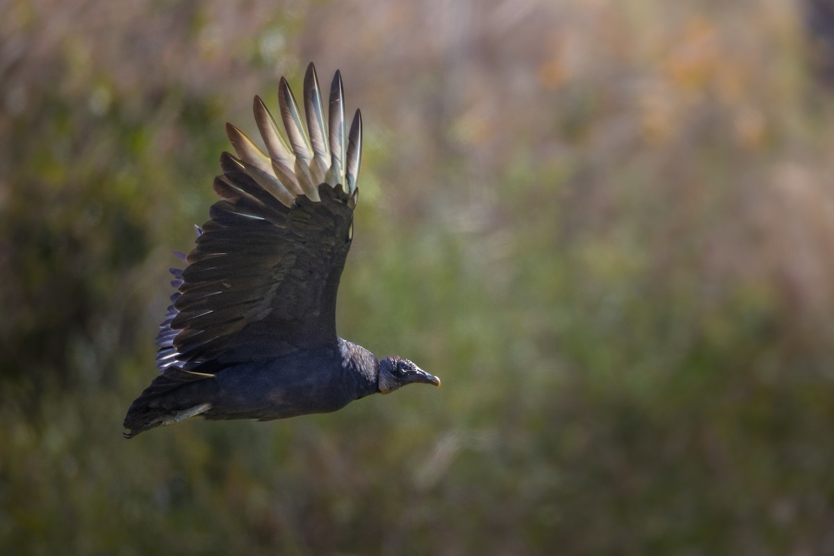 Black Vulture - ML645137318