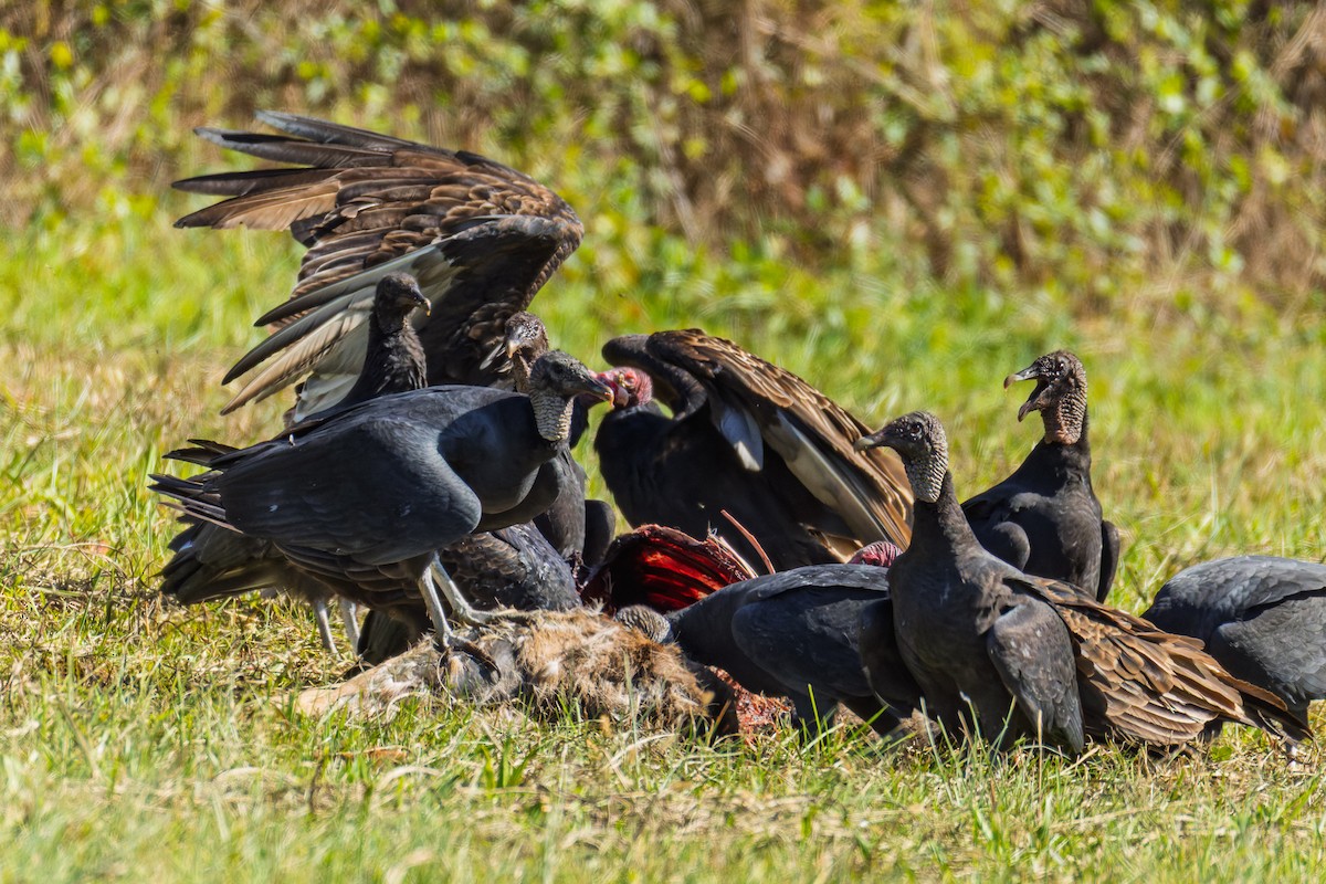 Black Vulture - ML645137321