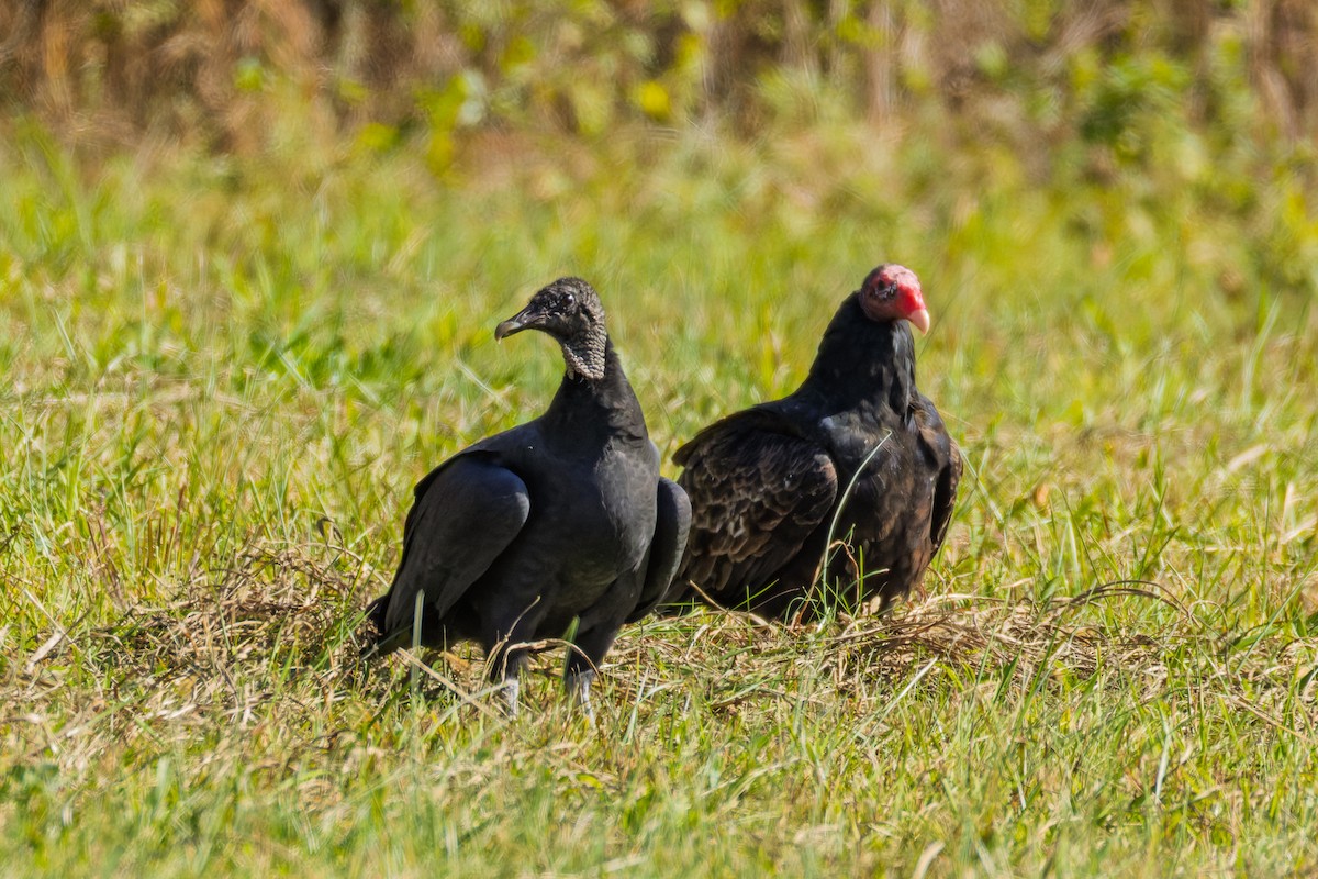 Black Vulture - ML645137326