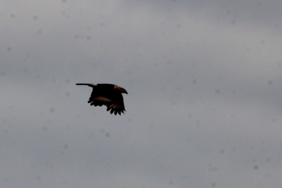 Yellow-headed Caracara - ML645137341