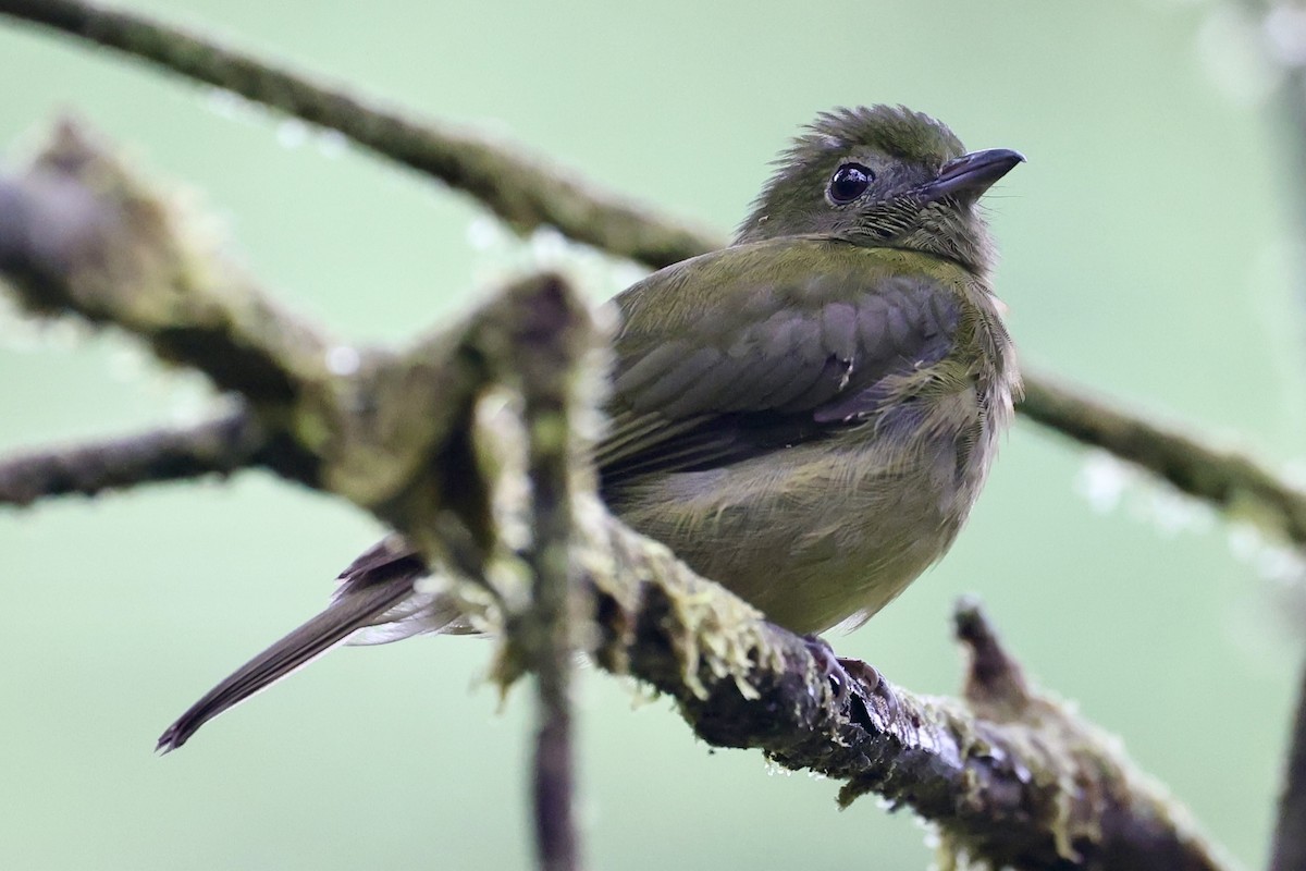 Choco Manakin - ML645137344